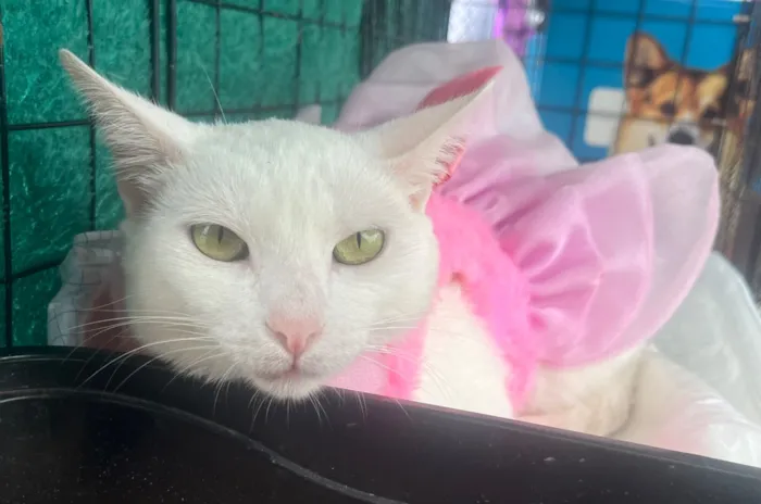 Gato raça SRD-ViraLata idade 1 ano nome Aghata 