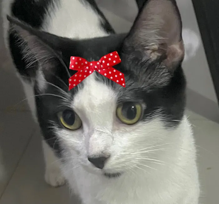 Gato raça SRD-ViraLata idade 1 ano nome Samantha 