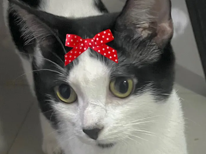 Gato raça SRD-ViraLata idade 1 ano nome Samantha 