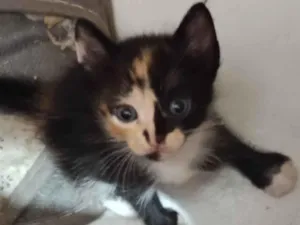 Gato raça SRD-ViraLata idade Abaixo de 2 meses nome Gatinhos para adoção!