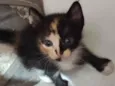 Gatinhos para adoção!