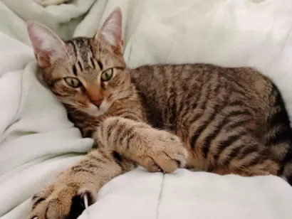 Gato raça SRD-ViraLata idade 7 a 11 meses nome Mana