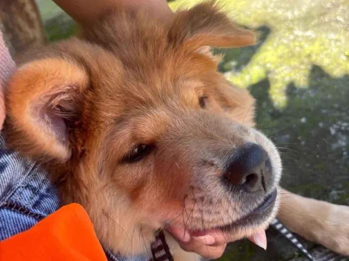 Cachorro raça Chow Chow idade 7 a 11 meses nome Luna