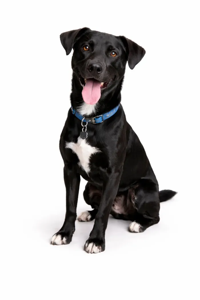 Cachorro raça SRD-ViraLata idade 7 a 11 meses nome Thor