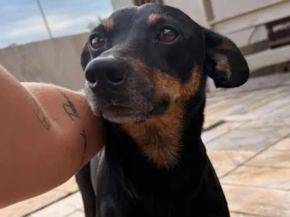 Cachorro raça SRD-ViraLata idade 1 ano nome Sem Nome