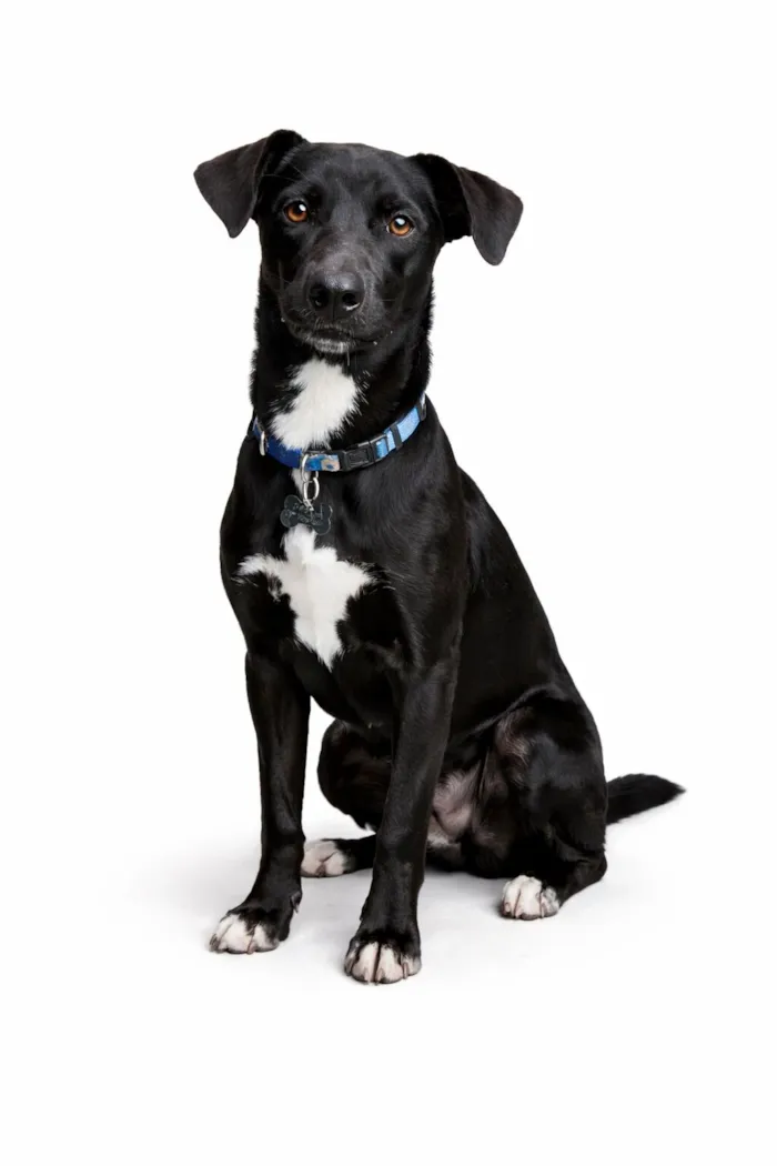 Cachorro raça SRD-ViraLata idade 7 a 11 meses nome Thor