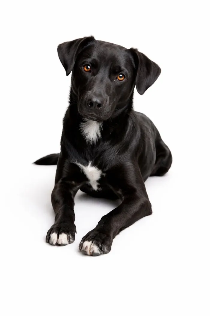 Cachorro raça SRD-ViraLata idade 7 a 11 meses nome Thor