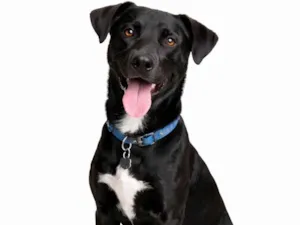 Cachorro raça SRD-ViraLata idade 7 a 11 meses nome Thor