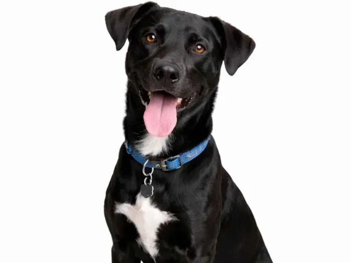 Cachorro raça SRD-ViraLata idade 7 a 11 meses nome Thor