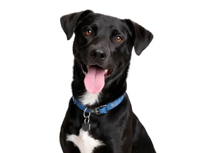 Cachorro raça SRD-ViraLata idade 7 a 11 meses nome Thor