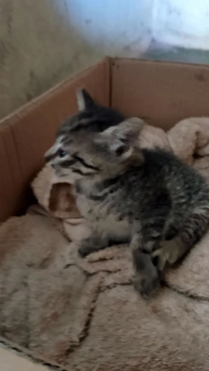 Gato raça SRD-ViraLata idade 2 a 6 meses nome pitika