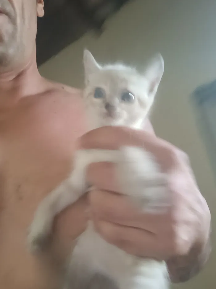 Gato raça SRD-ViraLata idade 2 a 6 meses nome pitika