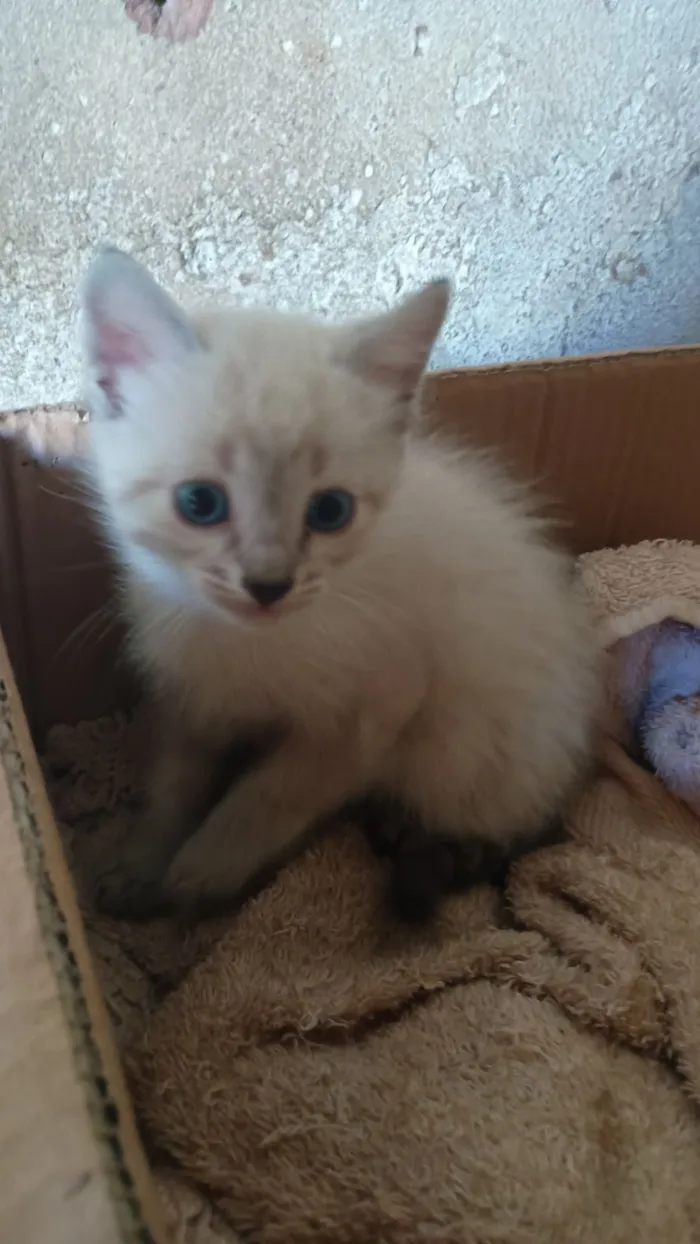 Gato raça SRD-ViraLata idade 2 a 6 meses nome pitika