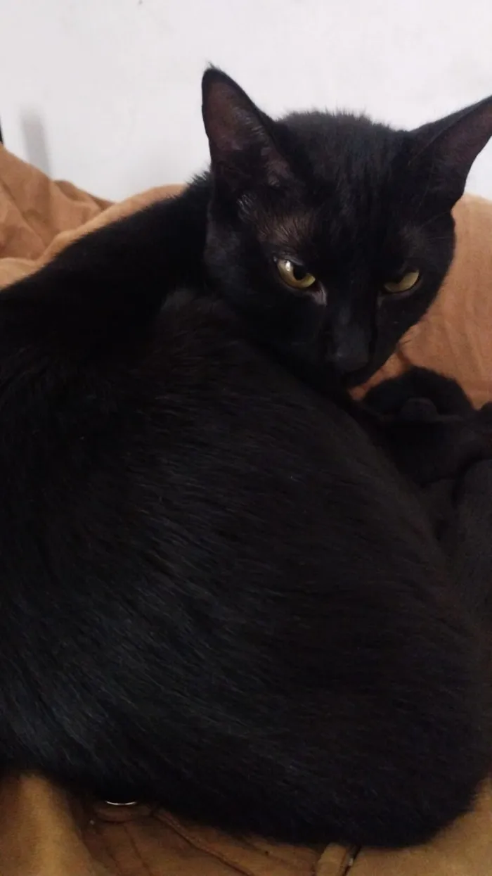 Gato raça SRD-ViraLata idade 1 ano nome Lolla