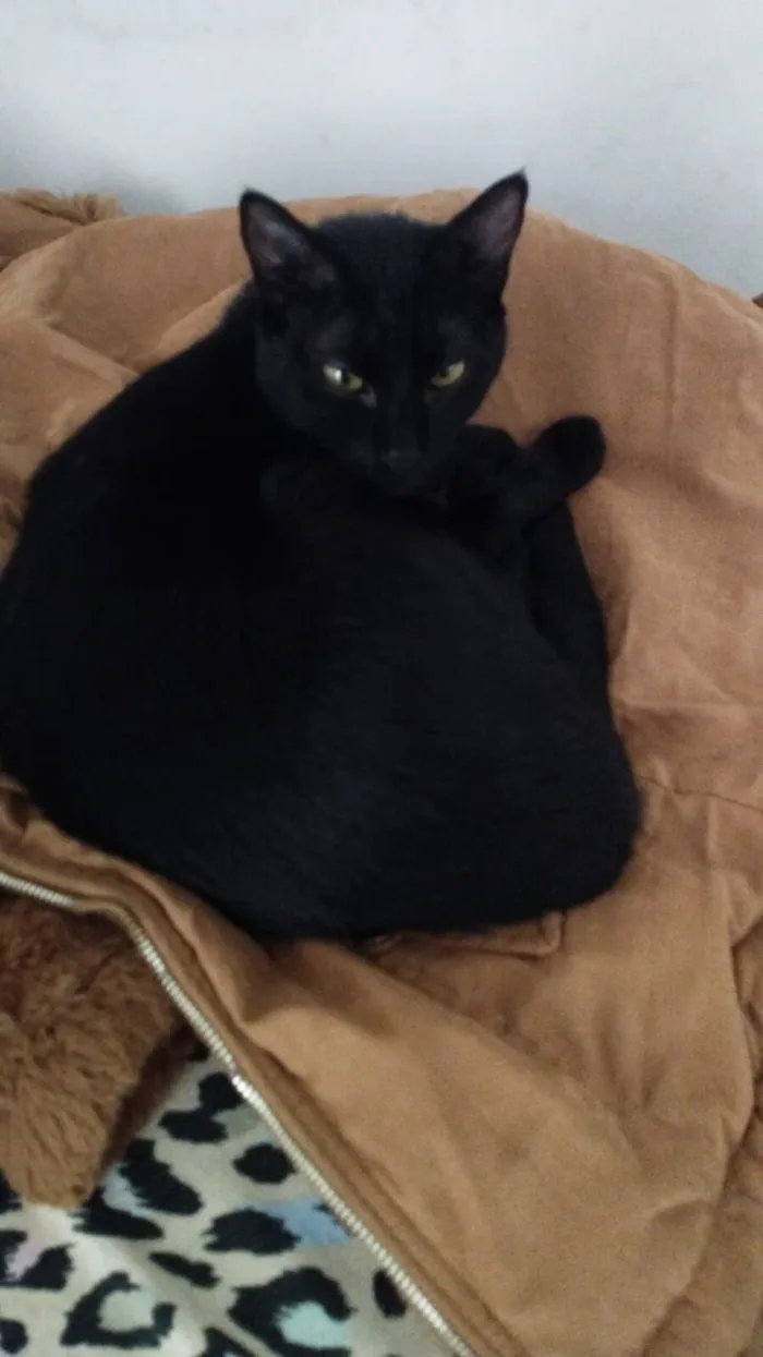 Gato raça SRD-ViraLata idade 1 ano nome Lolla