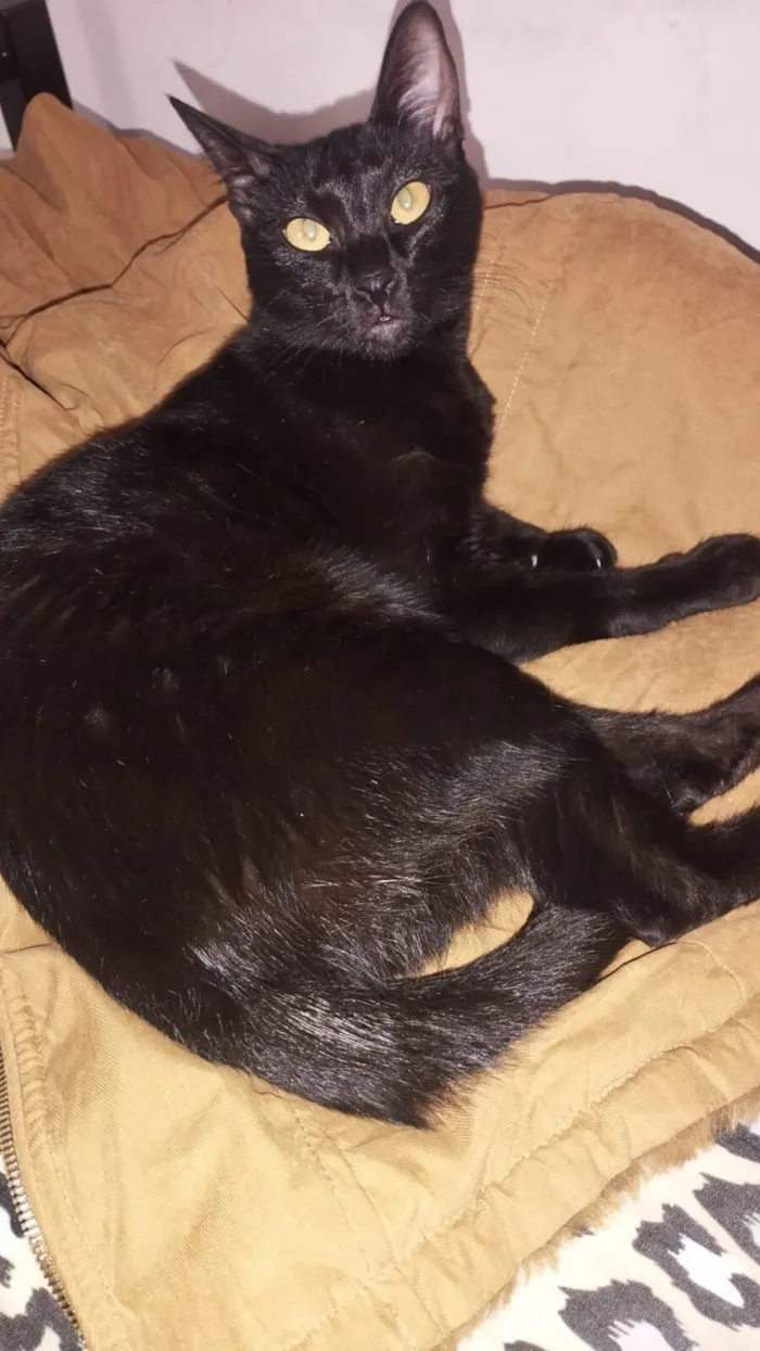 Gato raça SRD-ViraLata idade 1 ano nome Lolla