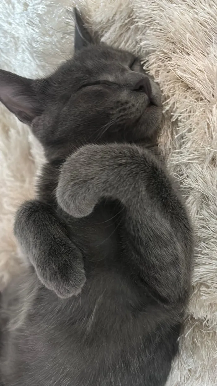 Gato raça SRD-ViraLata idade 2 a 6 meses nome Gata