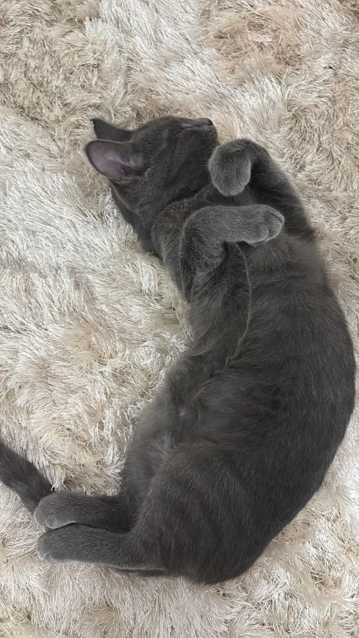 Gato raça SRD-ViraLata idade 2 a 6 meses nome Gata