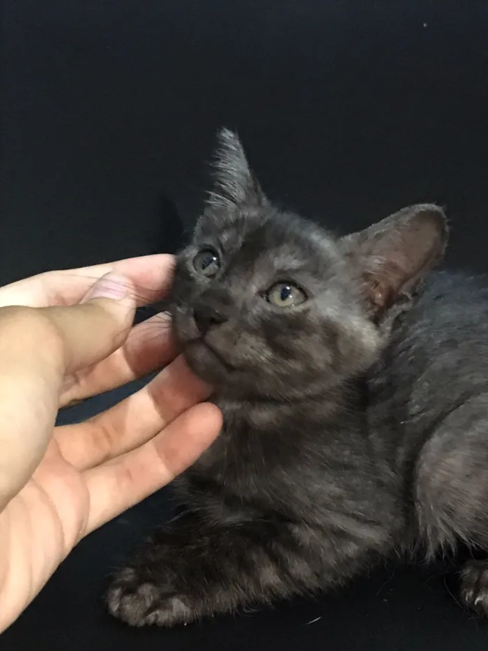 Gato raça SRD-ViraLata idade Abaixo de 2 meses nome Pandora