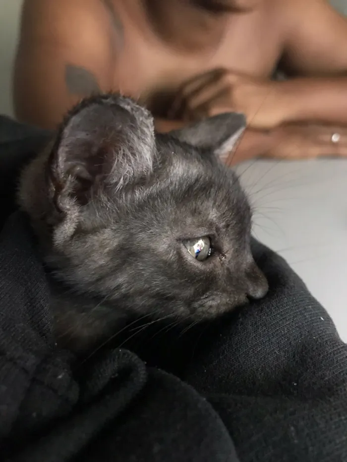 Gato raça SRD-ViraLata idade Abaixo de 2 meses nome Pandora