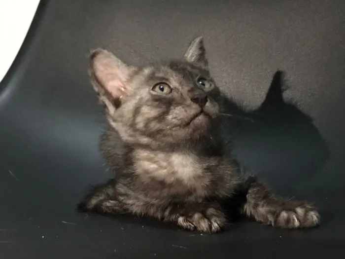 Gato raça SRD-ViraLata idade Abaixo de 2 meses nome Pandora