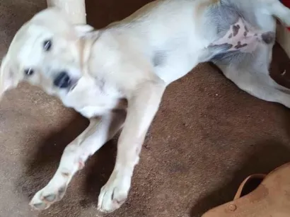 Cachorro raça SRD-ViraLata idade 2 a 6 meses nome Paloma 