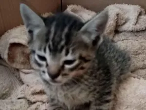 Gato raça SRD-ViraLata idade 2 a 6 meses nome pitika