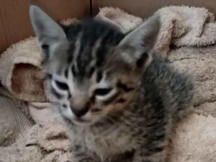 Gato raça SRD-ViraLata idade 2 a 6 meses nome pitika