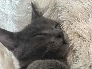 Gato raça SRD-ViraLata idade 2 a 6 meses nome Gata