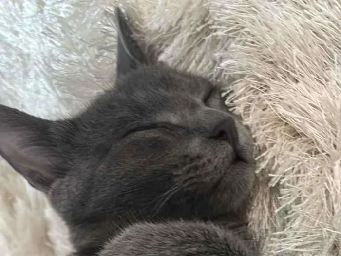 Gato raça SRD-ViraLata idade 2 a 6 meses nome Gata