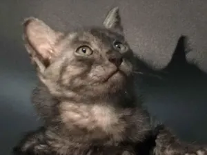 Gato raça SRD-ViraLata idade Abaixo de 2 meses nome Pandora