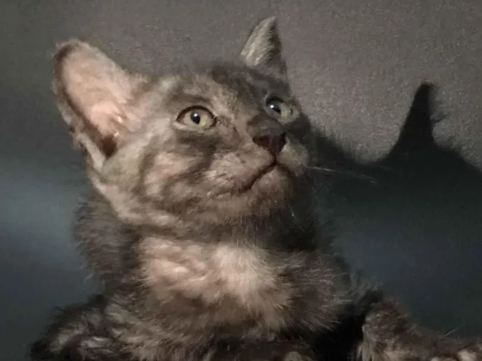 Gato raça SRD-ViraLata idade Abaixo de 2 meses nome Pandora