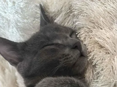 Gato raça SRD-ViraLata idade 2 a 6 meses nome Amora 