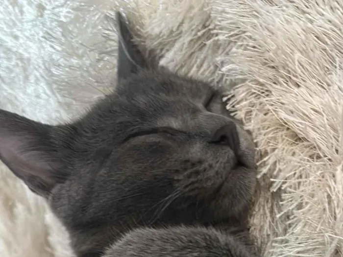 Gato raça SRD-ViraLata idade 2 a 6 meses nome Amora 