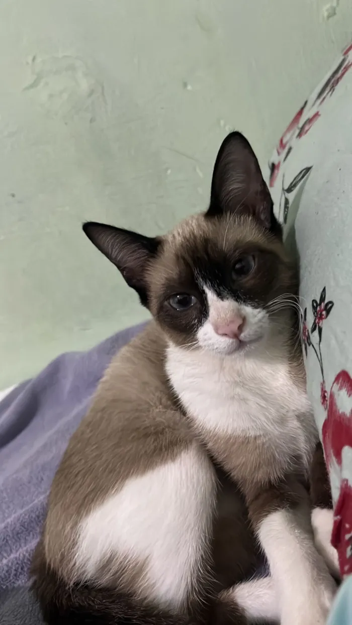 Gato raça SRD-ViraLata idade 2 a 6 meses nome Maya e mia