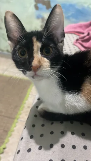 Gato raça SRD-ViraLata idade 2 a 6 meses nome Maya e mia