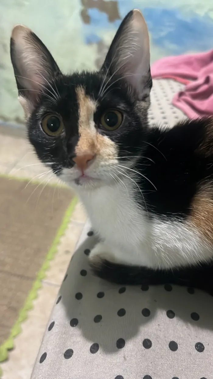 Gato raça SRD-ViraLata idade 2 a 6 meses nome Maya e mia