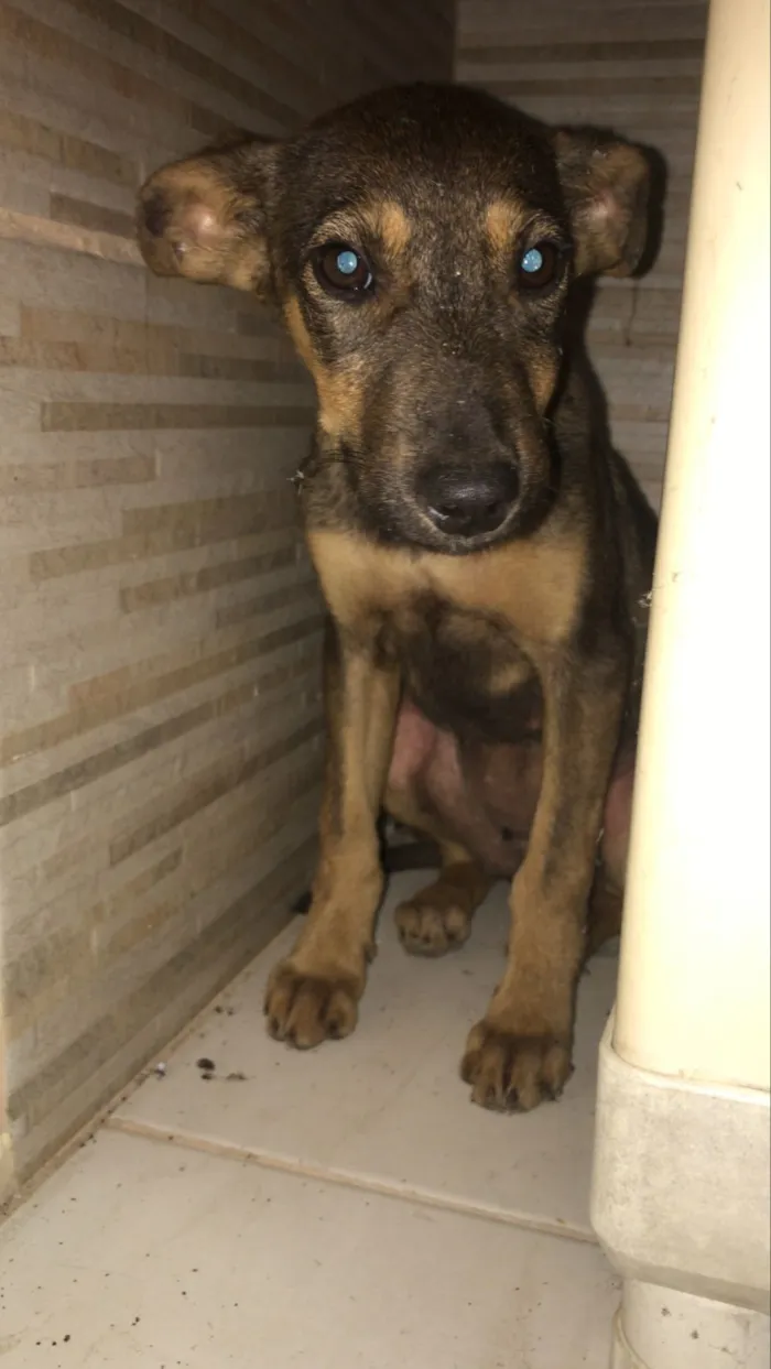Cachorro raça SRD-ViraLata idade 2 a 6 meses nome Vic