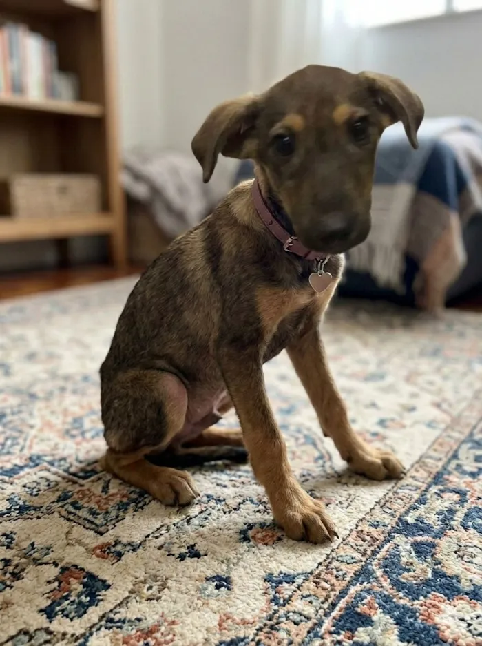 Cachorro raça SRD-ViraLata idade 2 a 6 meses nome Vic