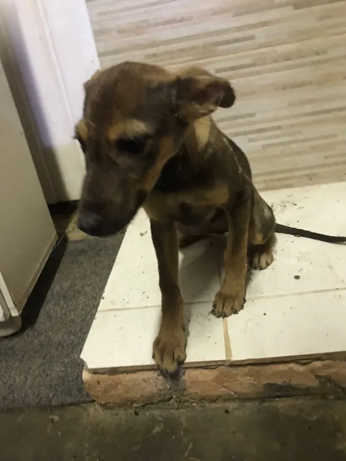 Cachorro raça SRD-ViraLata idade 2 a 6 meses nome Vic