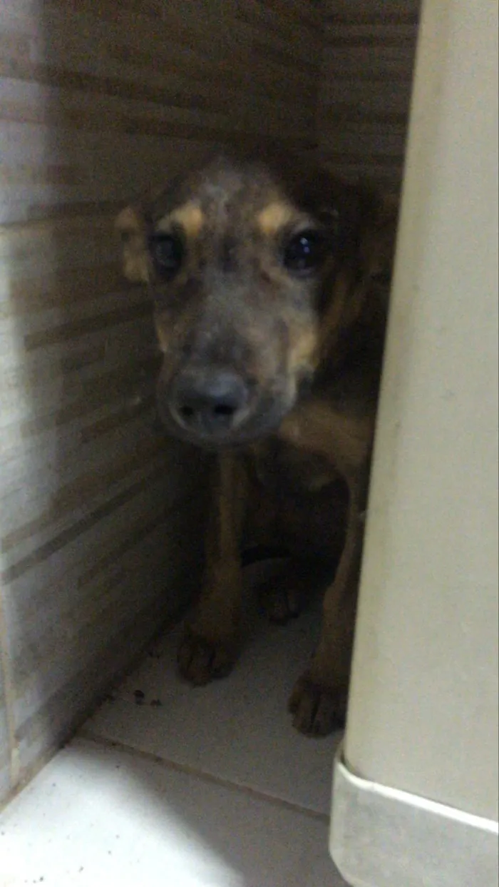 Cachorro raça SRD-ViraLata idade 2 a 6 meses nome Vic