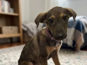 Cachorro raça SRD-ViraLata idade 2 a 6 meses nome Vic