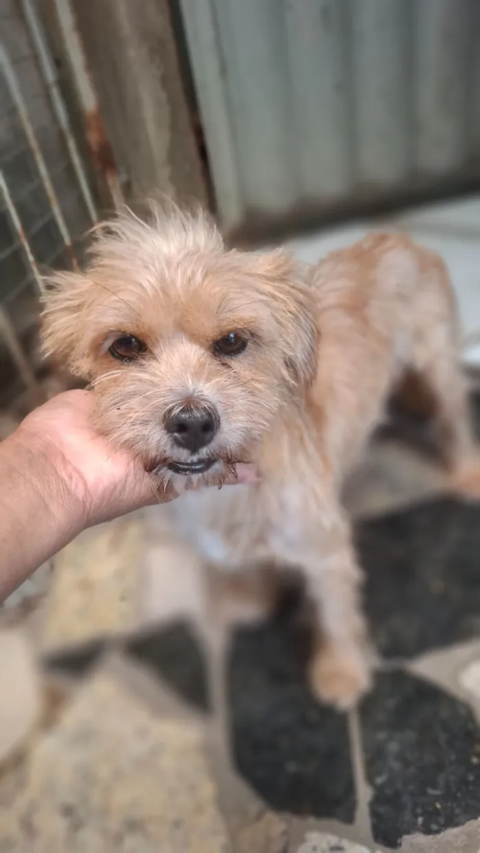 Cachorro raça SRD-ViraLata idade 2 anos nome pandora