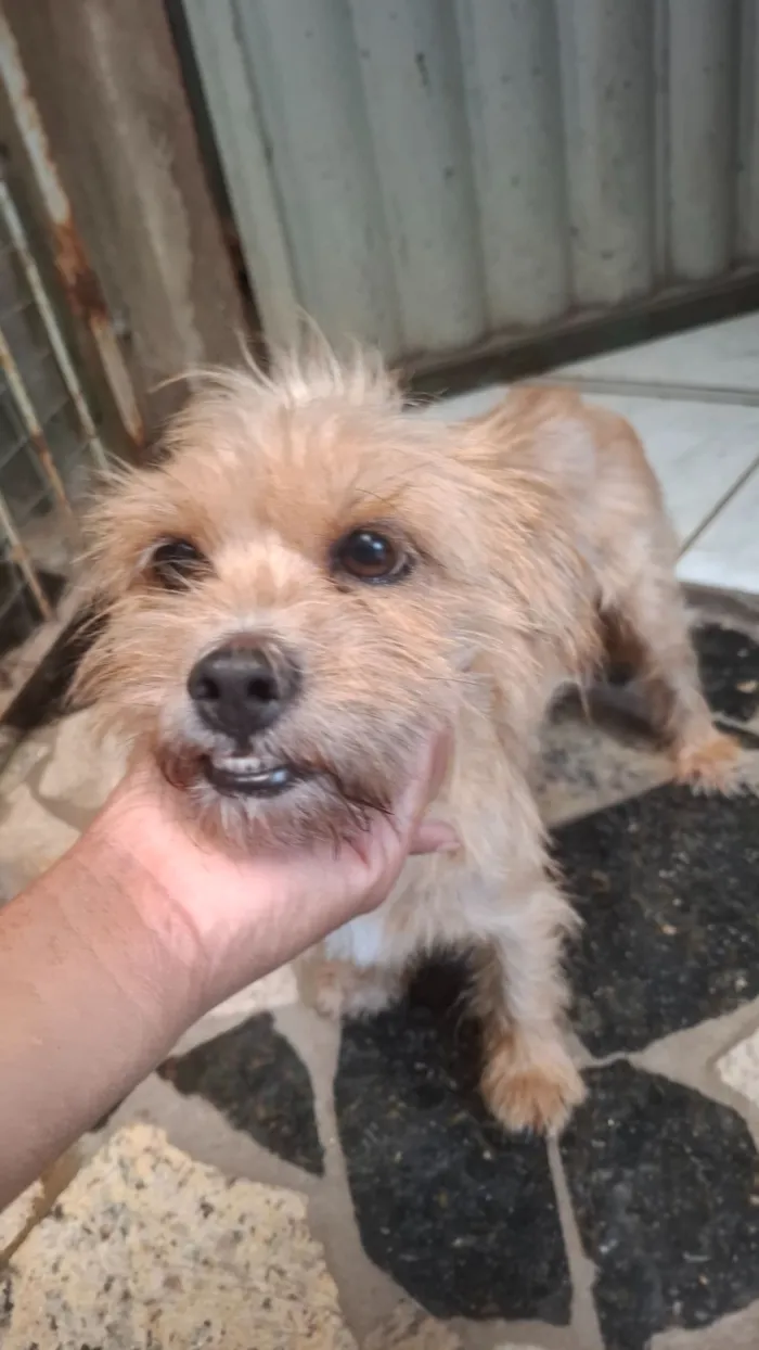 Cachorro raça SRD-ViraLata idade 2 anos nome pandora