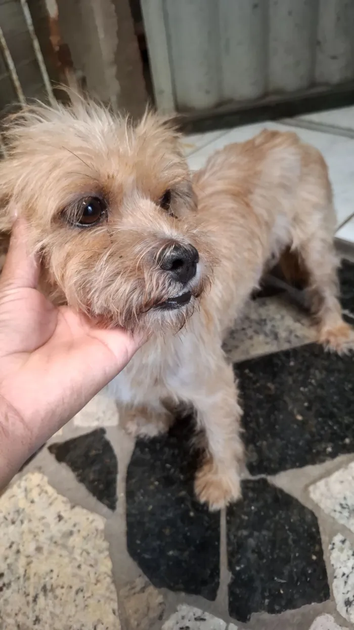 Cachorro raça SRD-ViraLata idade 2 anos nome pandora