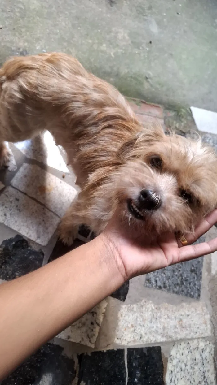 Cachorro raça SRD-ViraLata idade 2 anos nome pandora