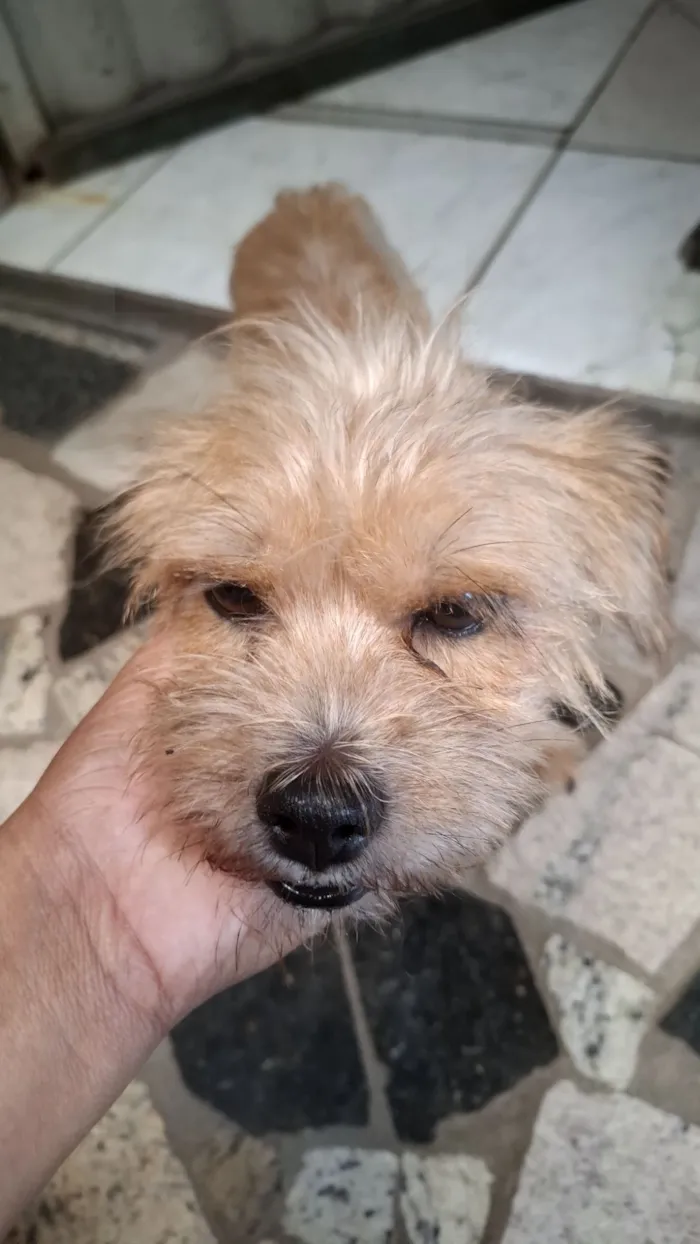 Cachorro raça SRD-ViraLata idade 2 anos nome pandora