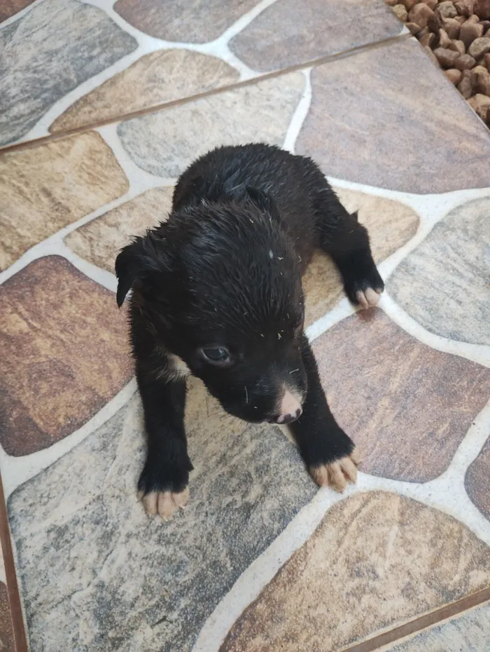Cachorro raça Labrador idade 2 a 6 meses nome Ainda não tem nome