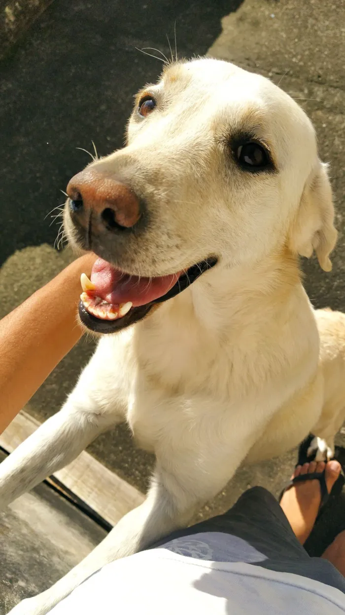 Cachorro raça Labrador idade 6 ou mais anos nome Amy