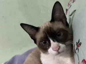 Gato raça SRD-ViraLata idade 2 a 6 meses nome Maya e mia